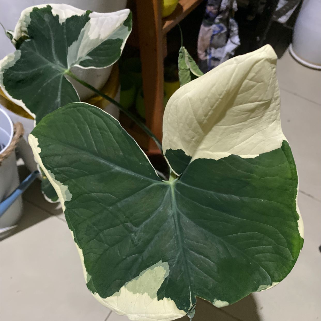 Mickey Mouse Taro plant with large, variegated green and white leaves.