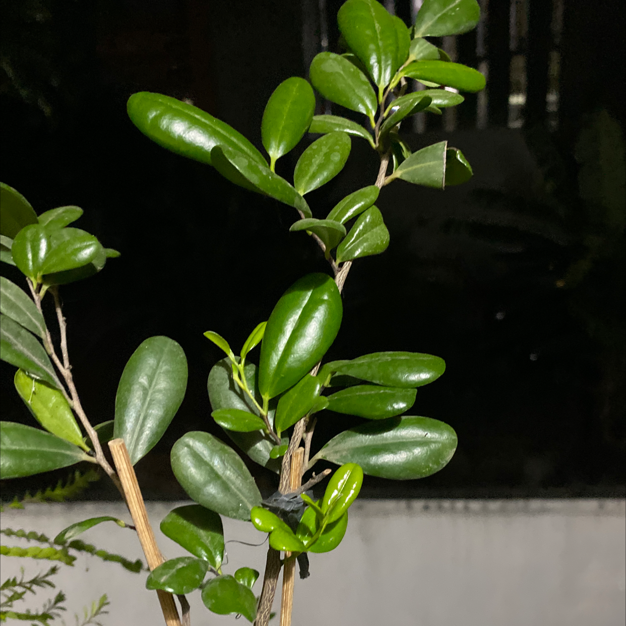 Common Boxwood Is Toxic To Humans