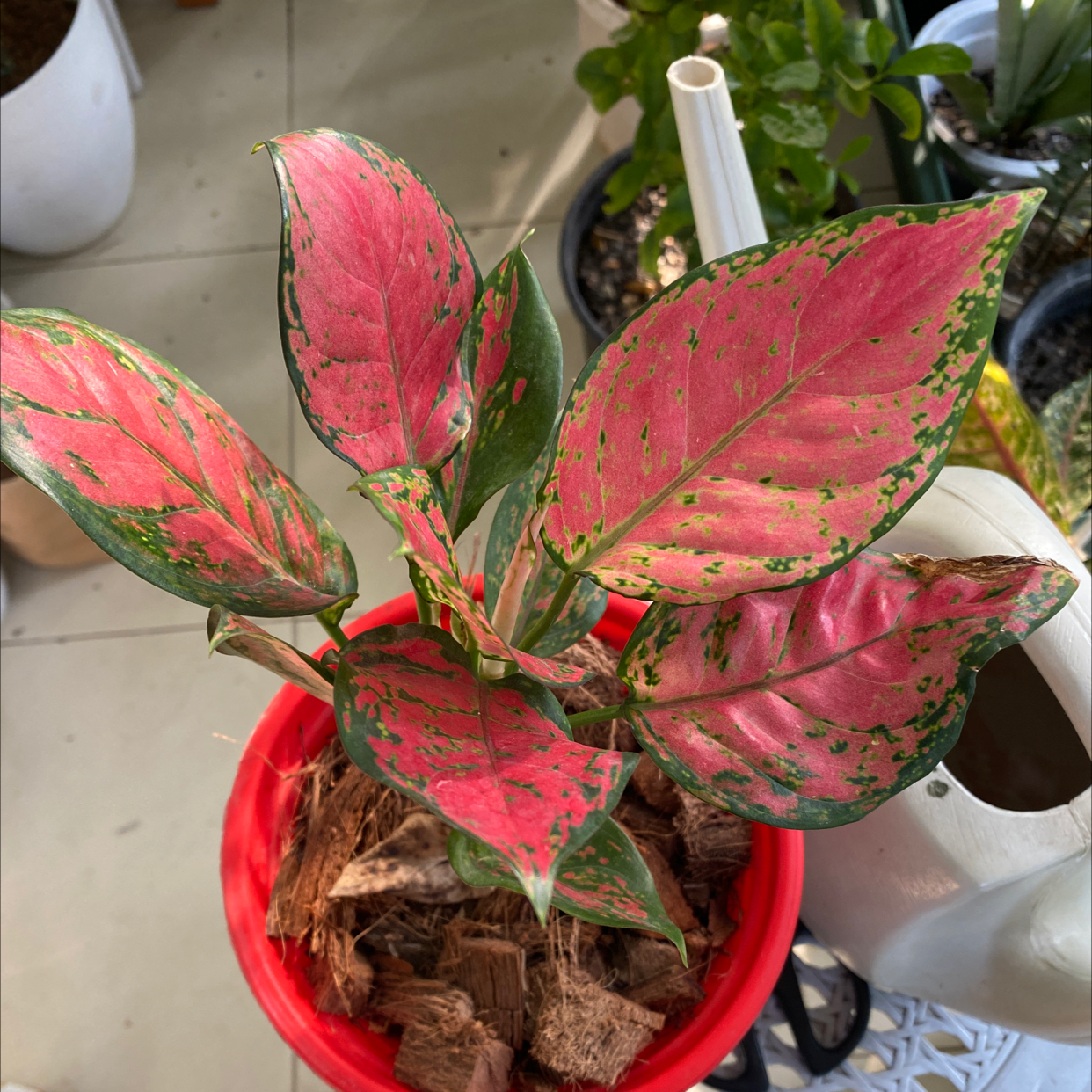 Chinese Evergreen Valentine plant with vibrant pink and green leaves in a red pot.