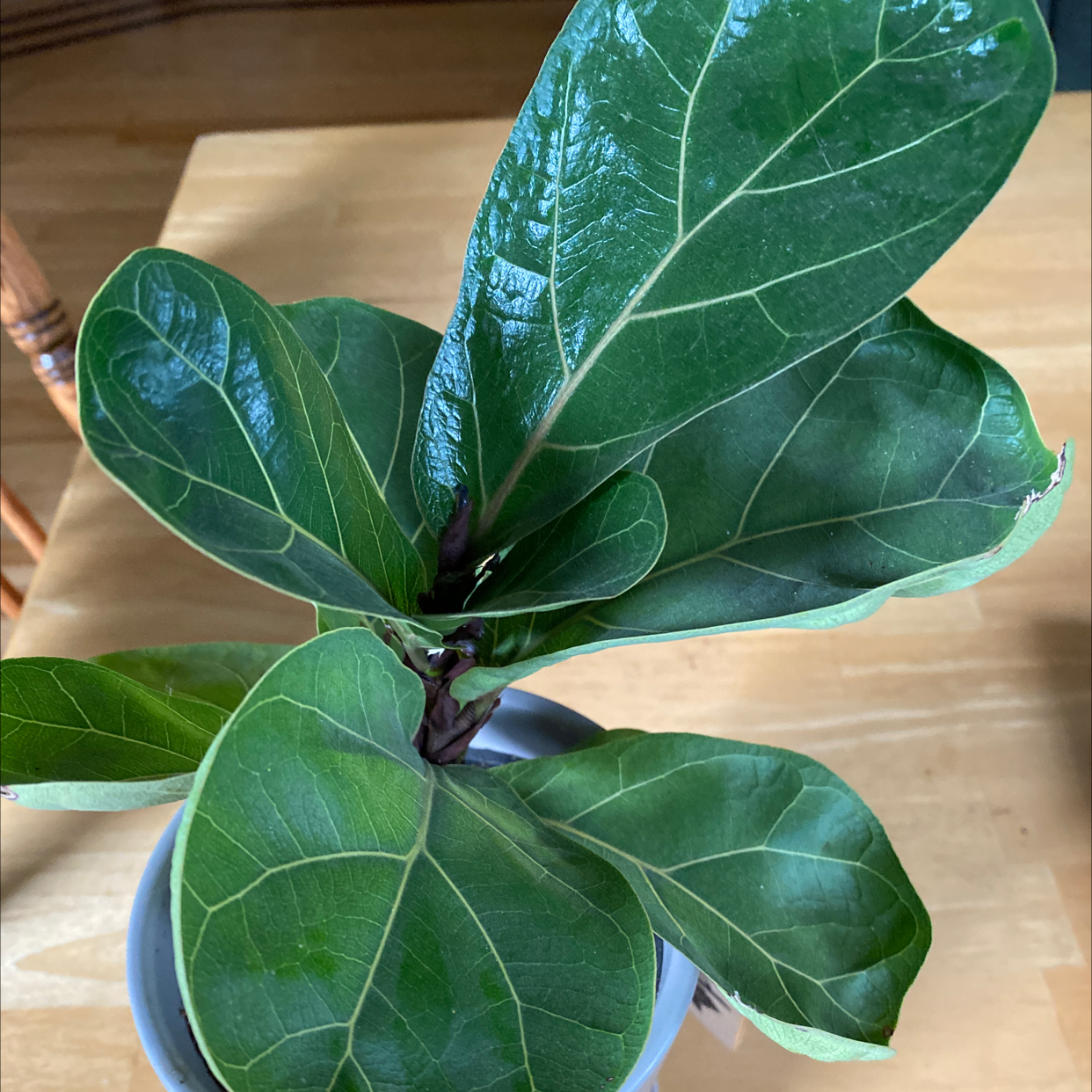 Fiddle Leaf Fig plant photo by @_holaholapaola named Figgy Fid on Greg, the plant care app.