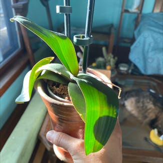 Mini Phalaenopsis Orchid plant in Minneapolis, Minnesota