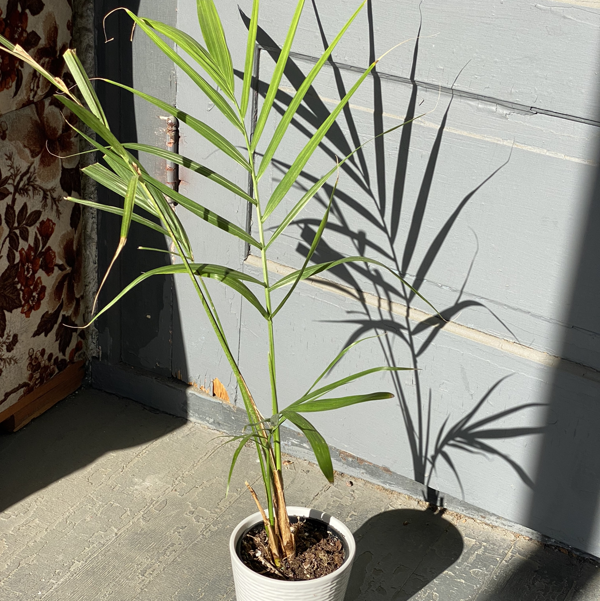 Kentia Palm plant photo by @_holaholapaola named Palmer on Greg, the plant care app.