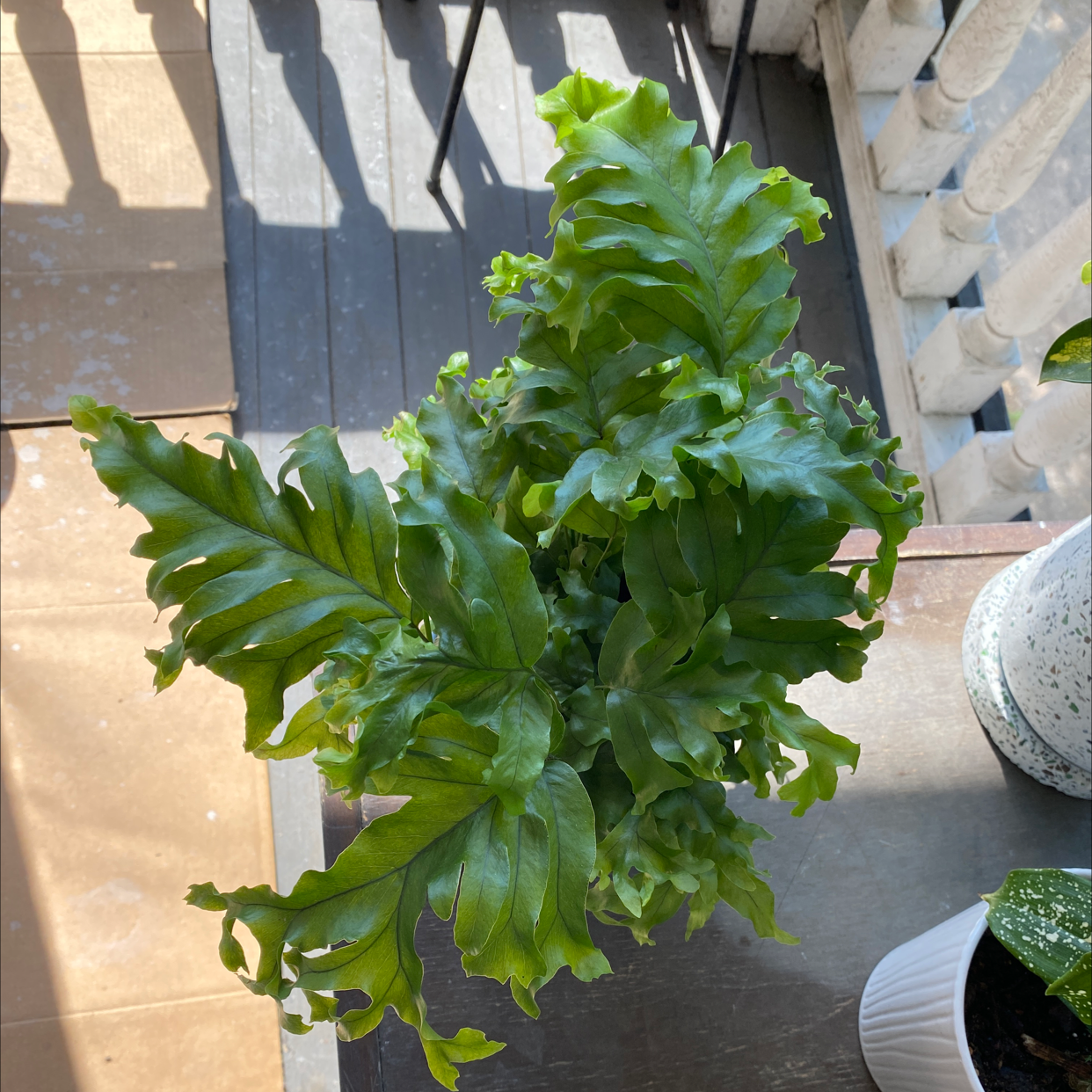 Healthy Phlebodium 'Davana' plant with vibrant green leaves in a well-lit area.