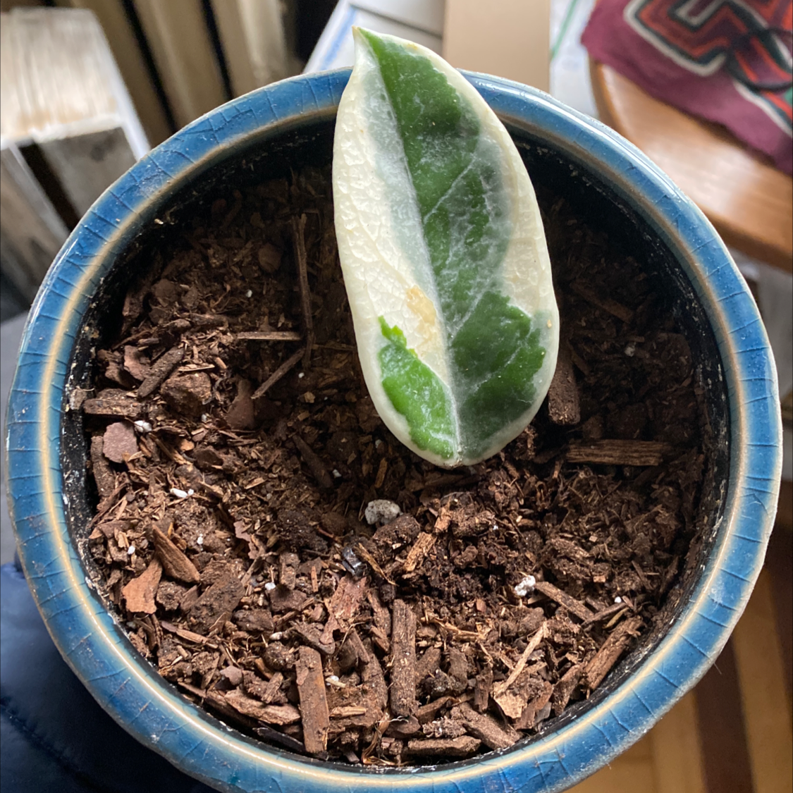 Hoya 'Lisa' plant in a blue pot with visible soil and one leaf showing slight yellowing.