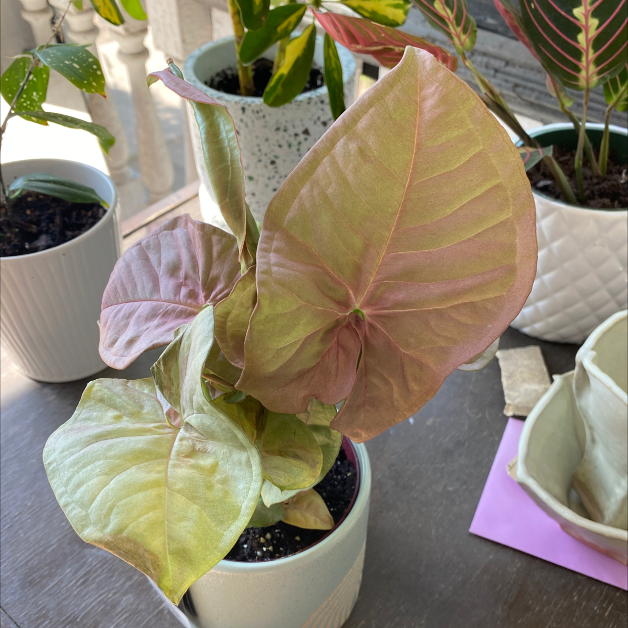 Photo of the plant species Regina Red Arrowhead Vine by @_holaholapaola named Franchi on Greg, the plant care app