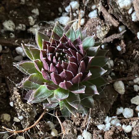 Photo of the plant species Black Hens and Chicks by @_holaholapaola named Your plant on Greg, the plant care app