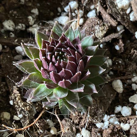 Photo of the plant species Black Hens and Chicks by _holaholapaola named Your plant on Greg, the plant care app