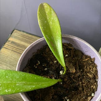 Hoya Pubicalyx plant in Minneapolis, Minnesota