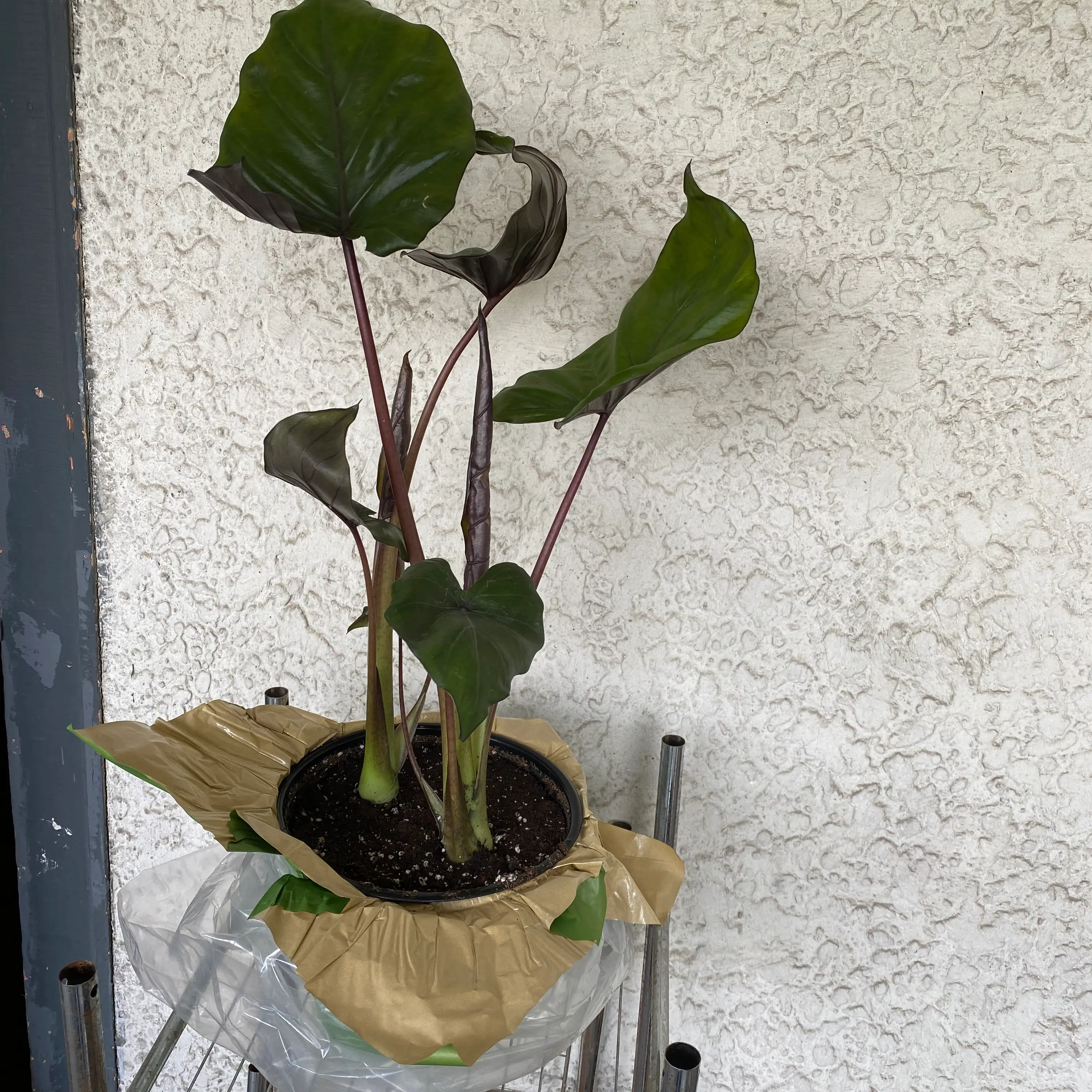 Colocasia 'Black Beauty' plant with dark green leaves and red stems in a pot with visible soil.