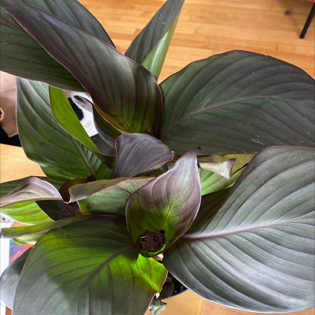 Healthy Canna Lily plant with large striped green and purple leaves, no visible flowers or soil.
