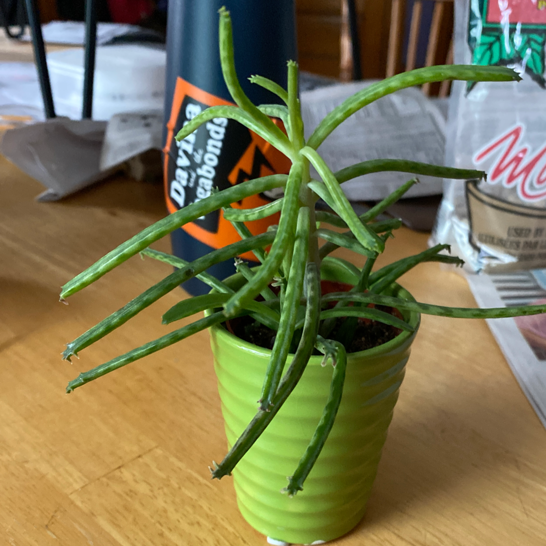 A healthy Mother of Millions succulent plant with vibrant green leaves in a dense rosette, potted in a bright green container.