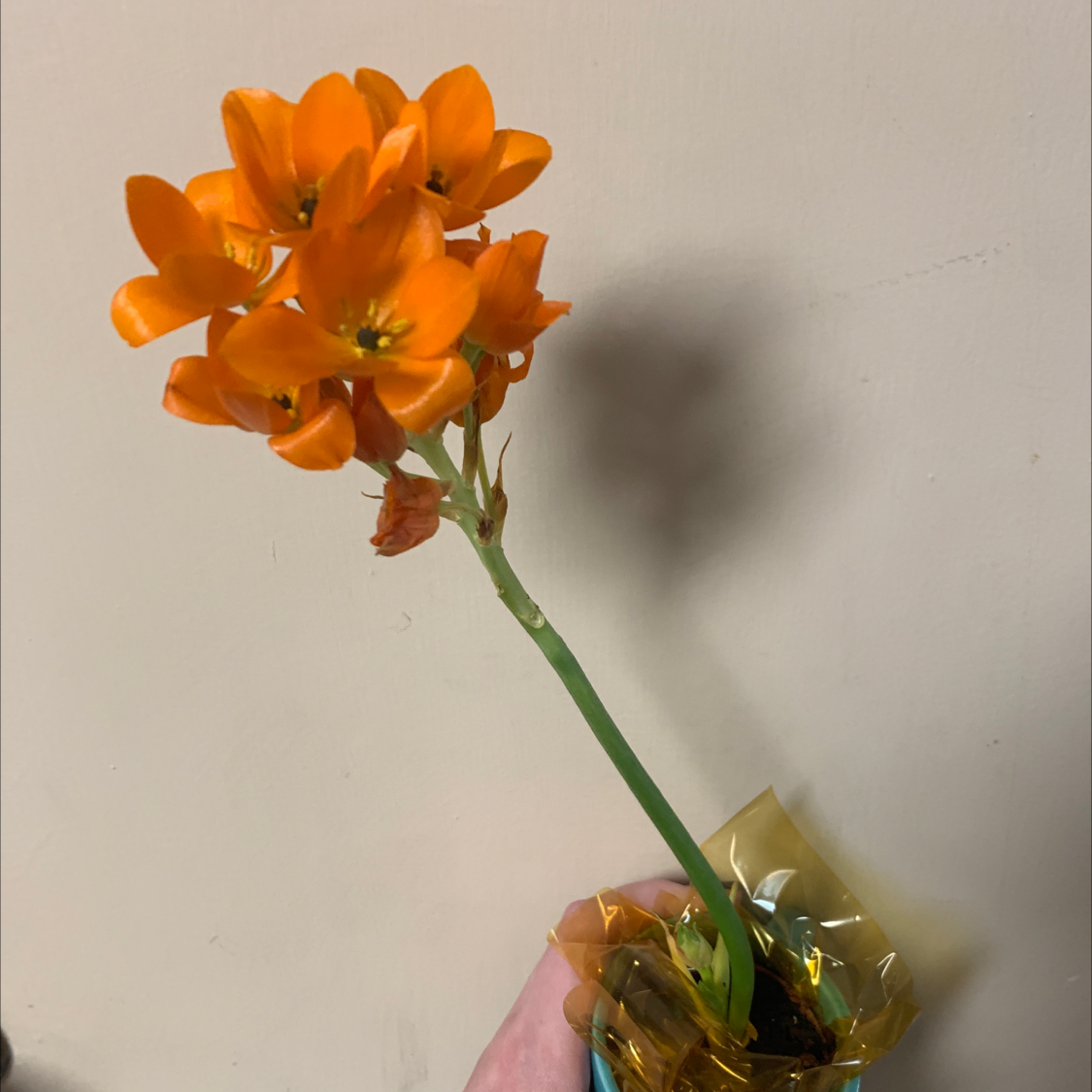 Sun Star plant with vibrant orange flowers, partially visible soil, and a hand holding the pot.