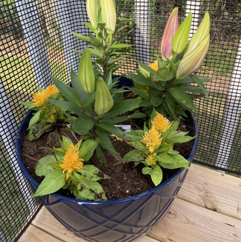Healthy Cockscomb plant with bright yellow-orange flower spikes growing in a blue ceramic pot.
