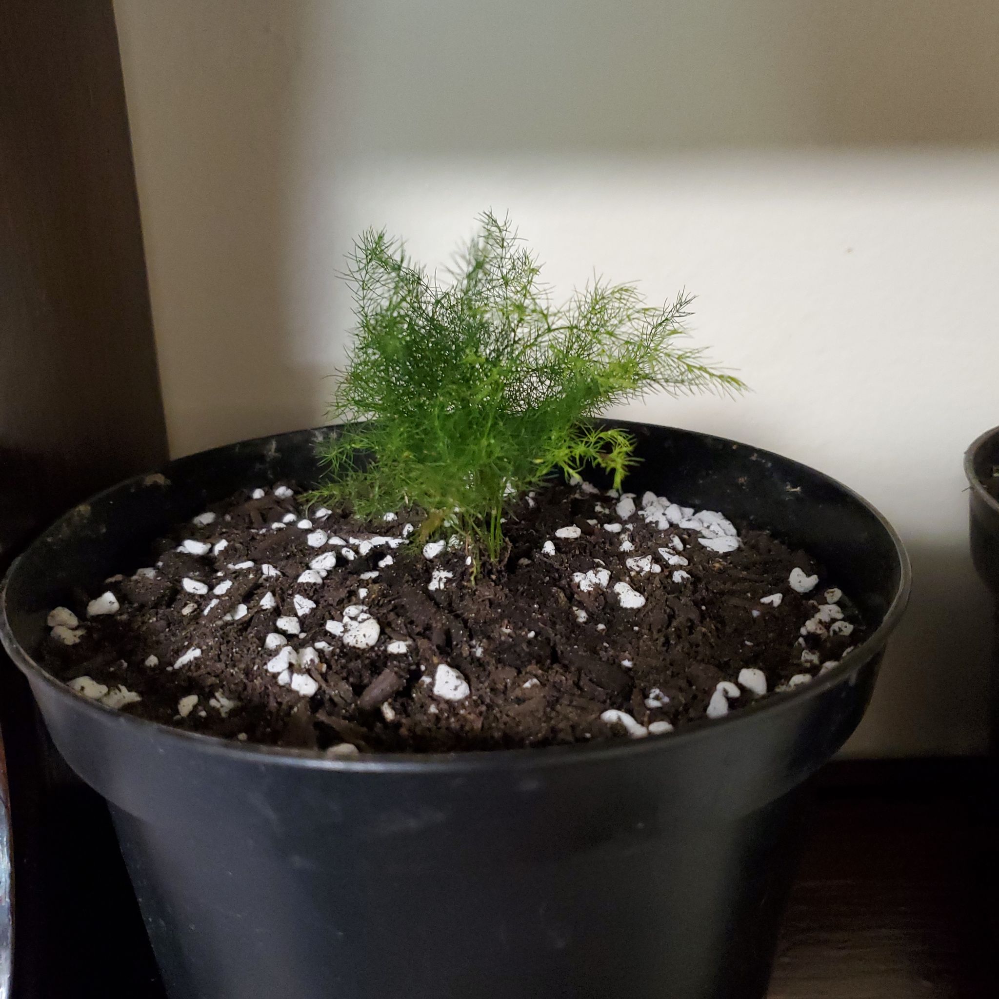A small potted Common Fennel plant with feathery leaves and visible soil.
