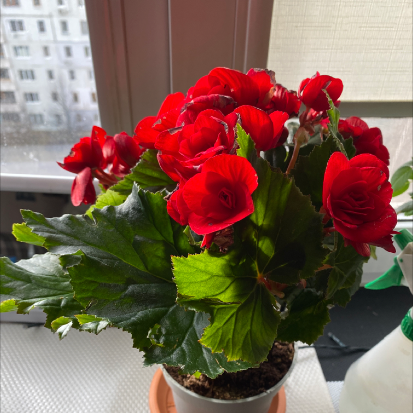 Photo of the plant species Tuberous Begonia by @canlose named Beggi on Greg, the plant care app