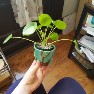 Chinese Money Plant plant in St. Louis, Missouri