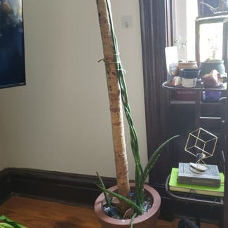 Cylindrical Snake Plant plant in St. Louis, Missouri