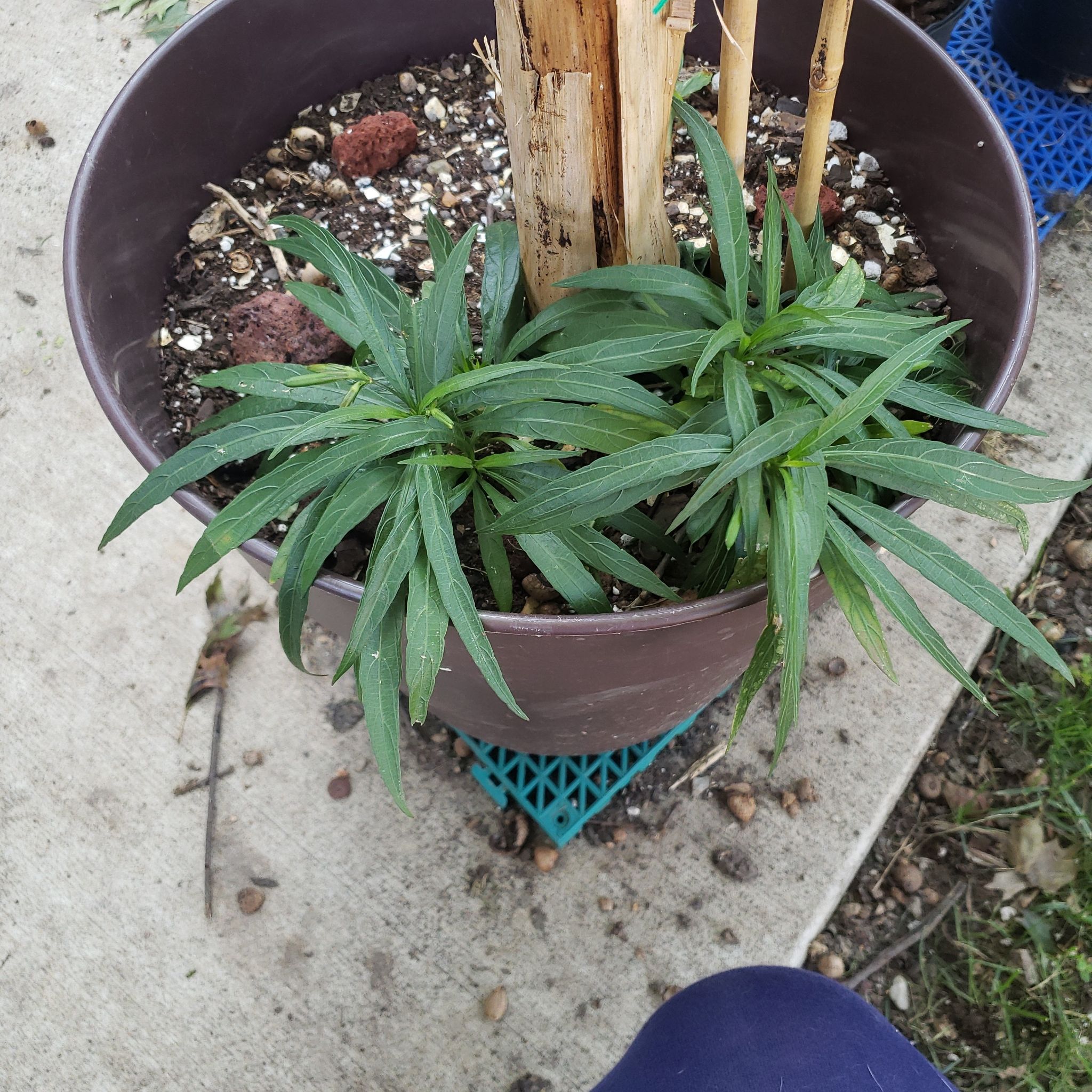 Potted Mexican Bluebell plant with healthy green leaves and visible soil.