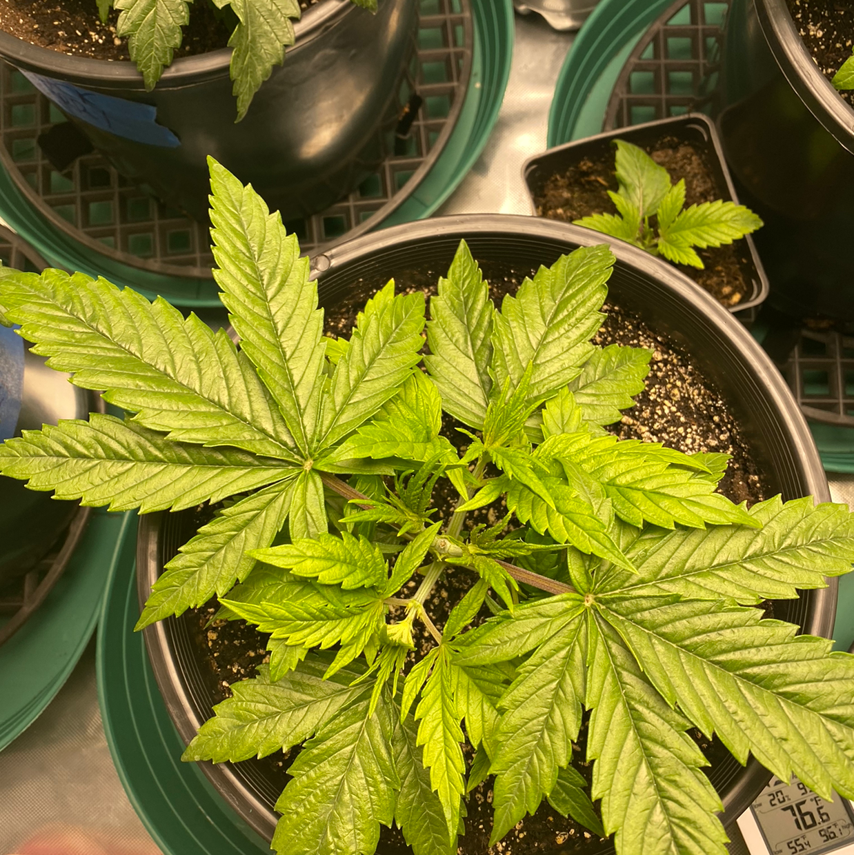What Should I Do When Marijuana Leaves Turn Yellow?