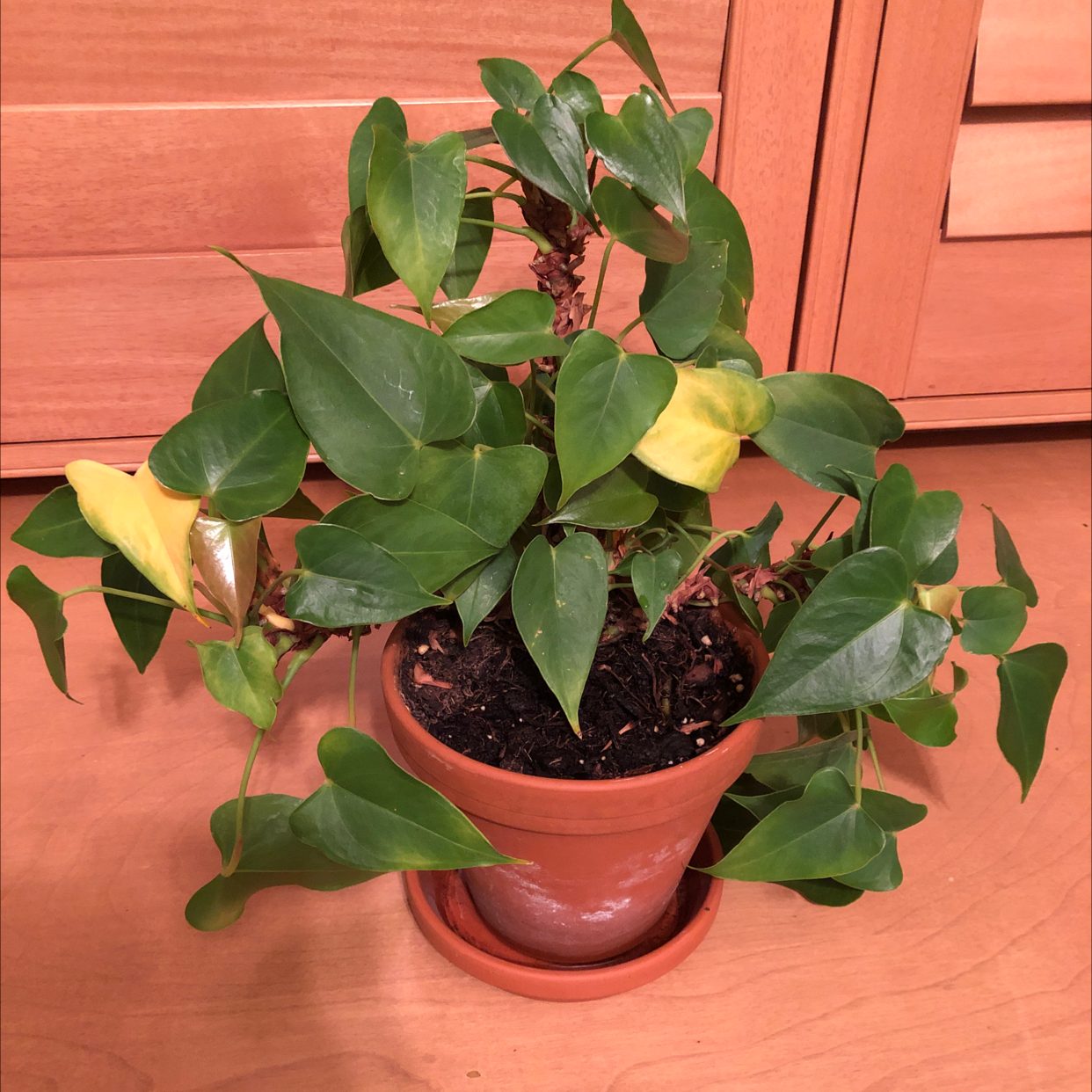 Healthy Anthurium crystallinum plant with large, glossy green leaves featuring prominent white veins, potted in a terracotta pot.