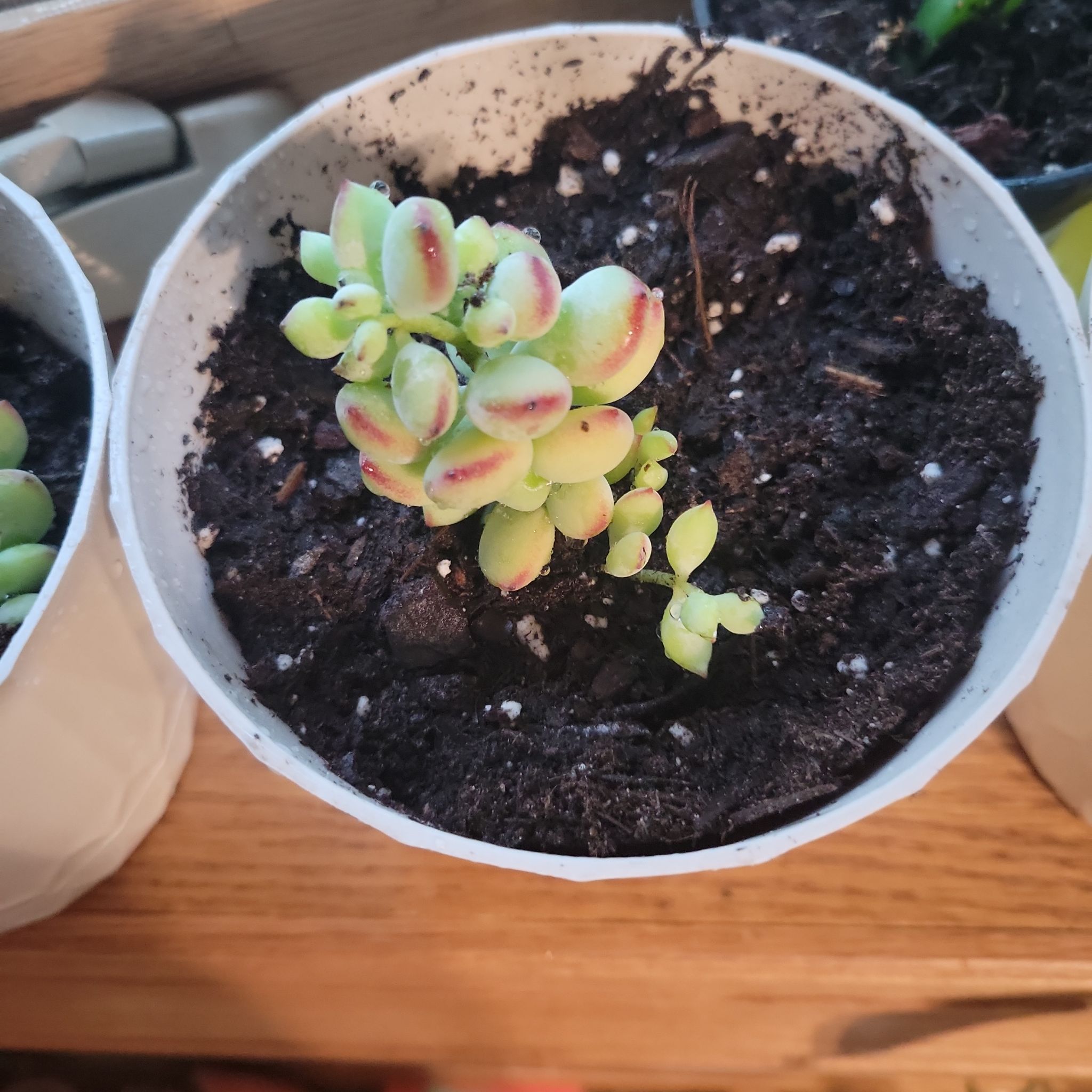 Cliff Cotyledon plant in a white pot with dark soil, showing healthy leaves with red tips.