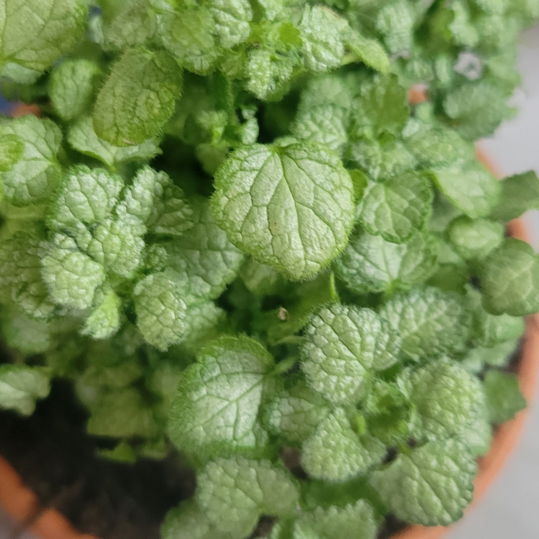 Close-up of a healthy Spotted Deadnettle plant with textured green leaves.