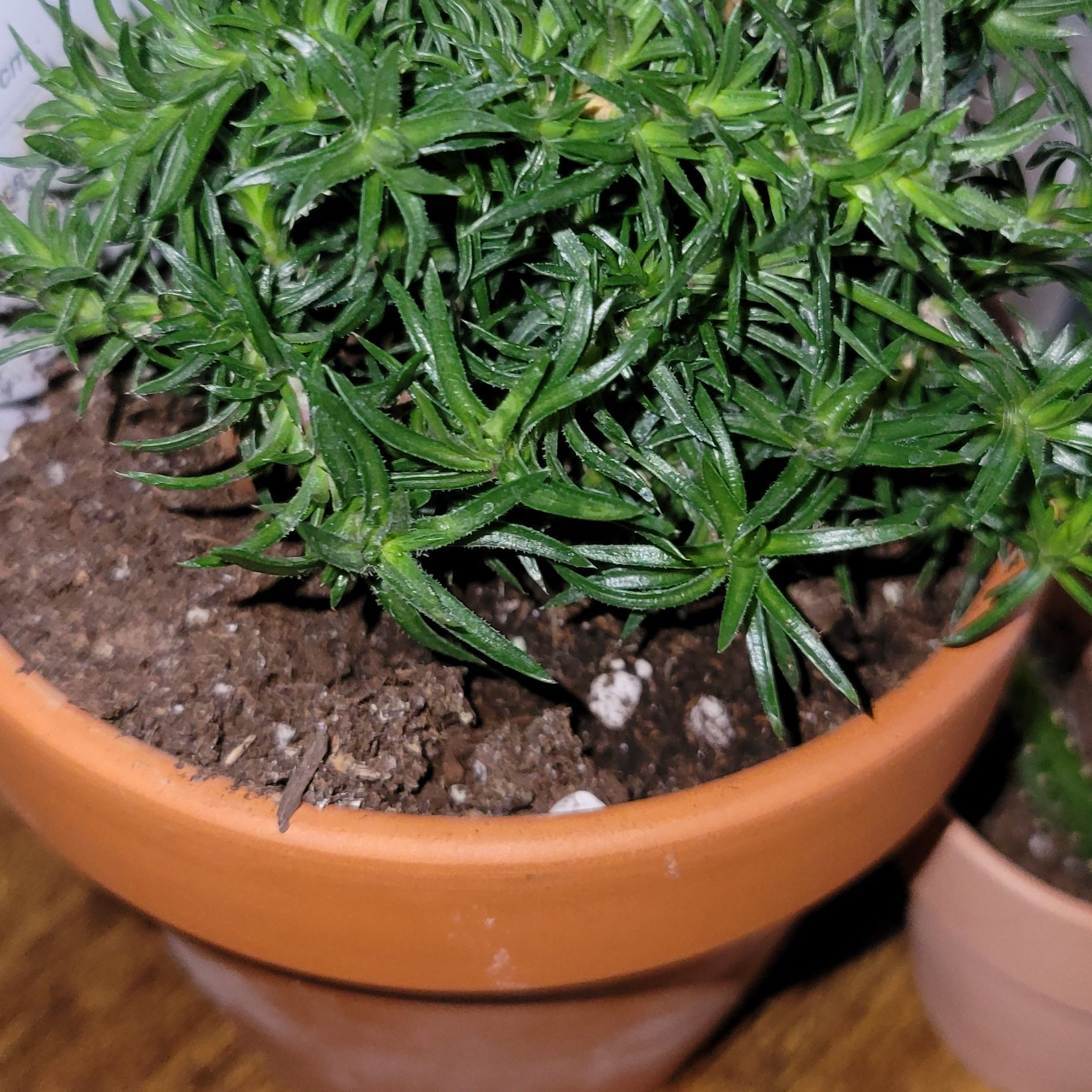 Potted Moss Phlox plant with dense, needle-like green leaves and visible soil.