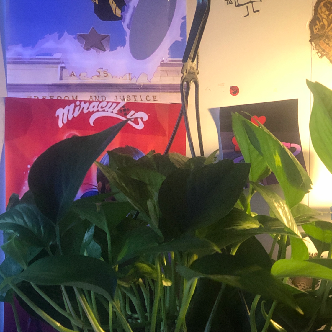 Taro Vine plant photo by @nerves named Pothos on Greg, the plant care app.