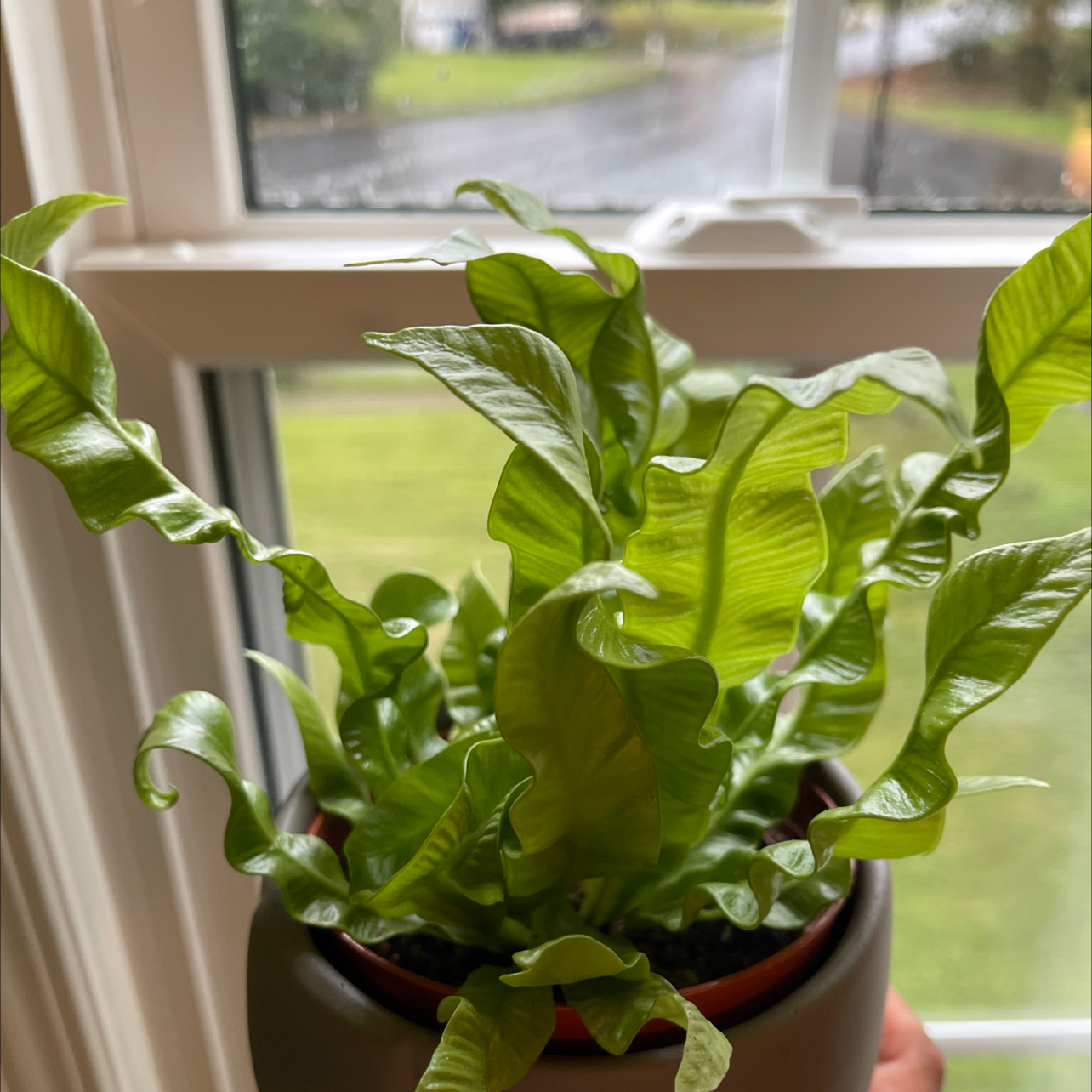 Hart's Tongue Fern in a pot near a window, with vibrant green leaves.
