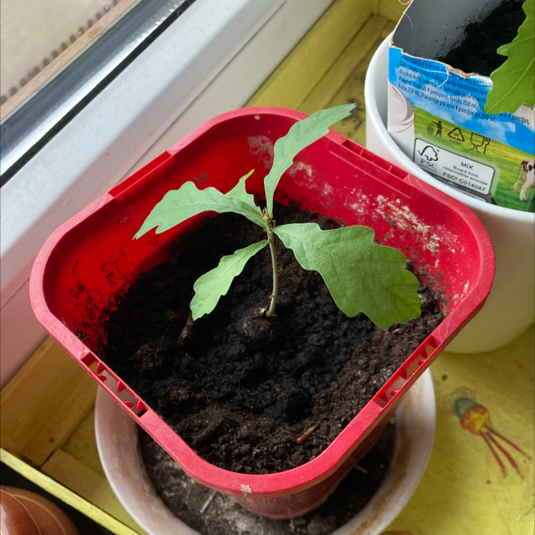 Young English Oak plant in a red pot with visible soil, healthy green leaves.