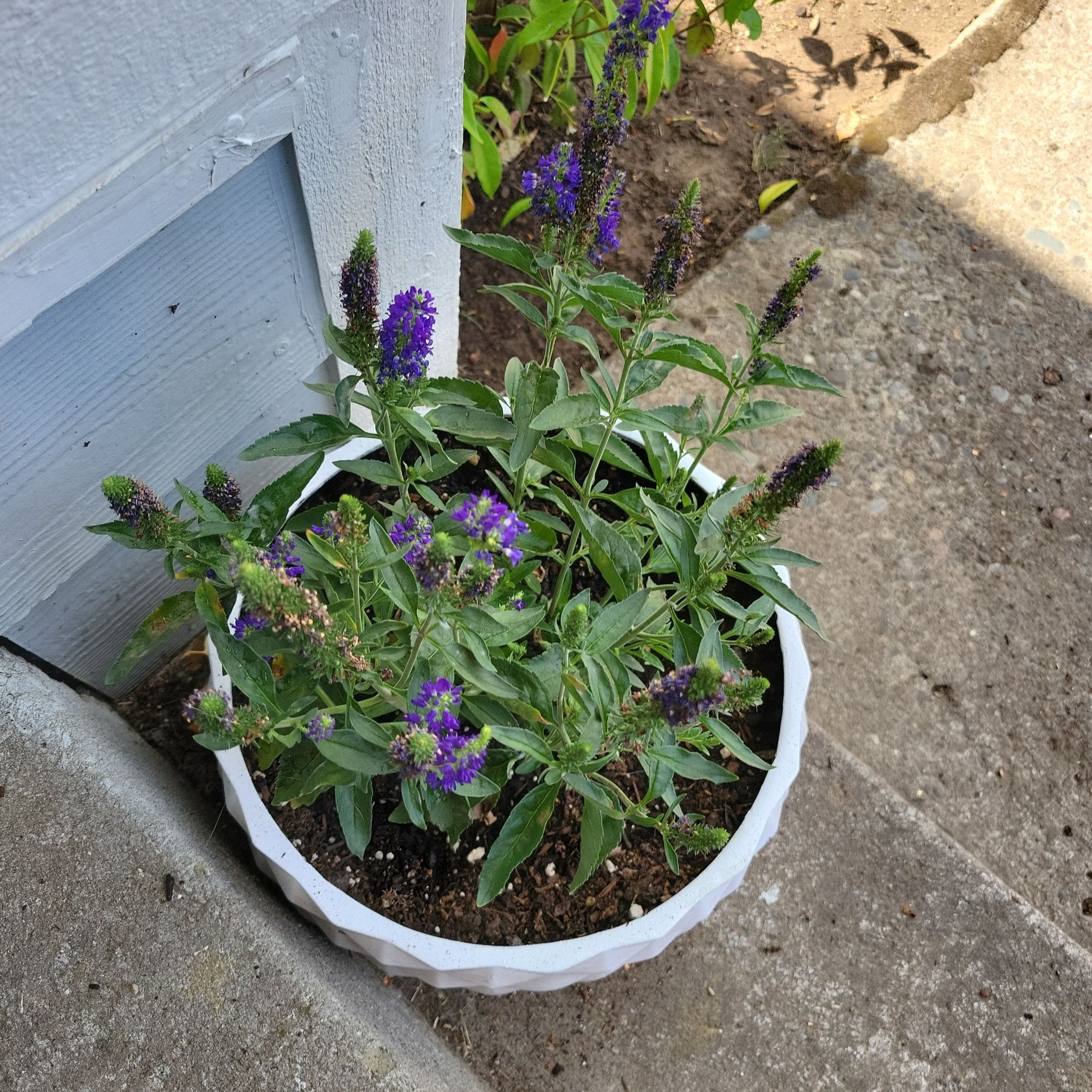 Photo of the plant species Water Speedwell by @TrySpiderman named Dolores on Greg, the plant care app