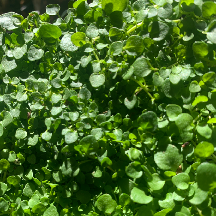 Photo of the plant species Corsican Mint by @lyla named Minty on Greg, the plant care app