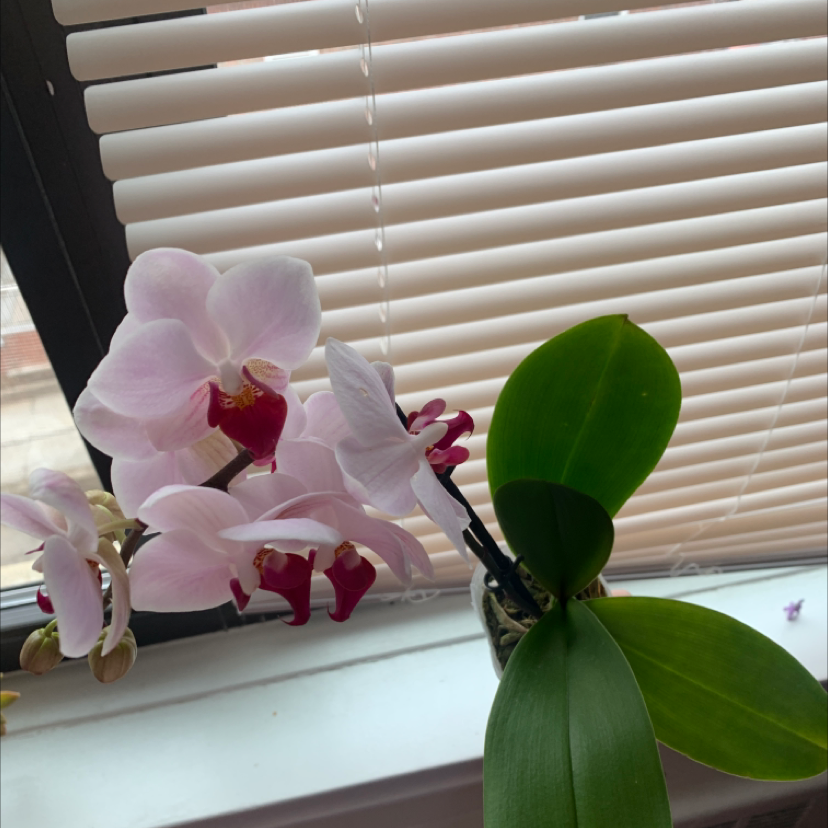 Noble Dendrobium orchid with healthy green leaves and vibrant flowers on a windowsill.