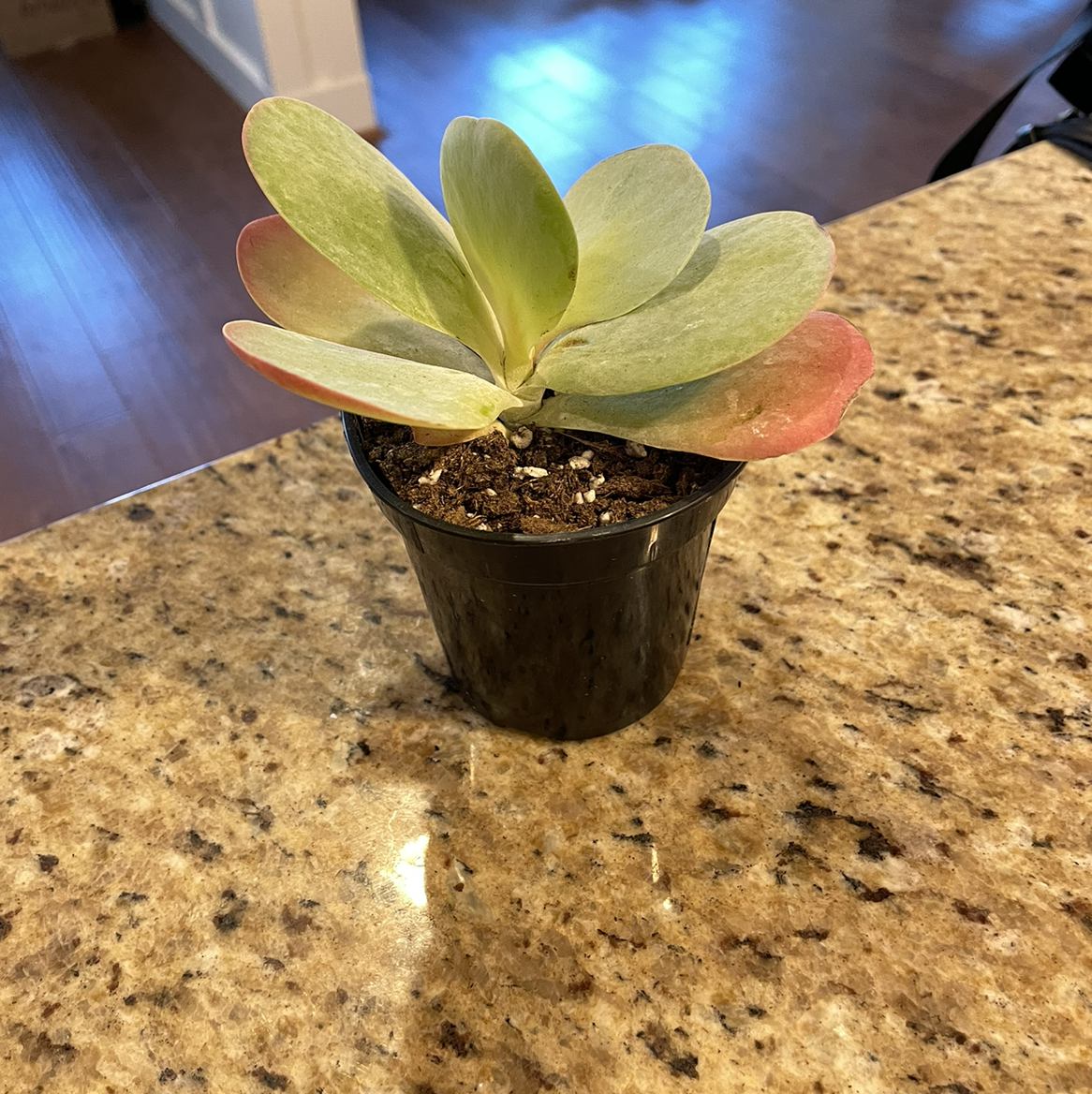 Flapjacks plant (Kalanchoe thyrsiflora) in a black pot on a granite countertop.