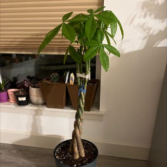 Money Tree plant in Portland, Oregon