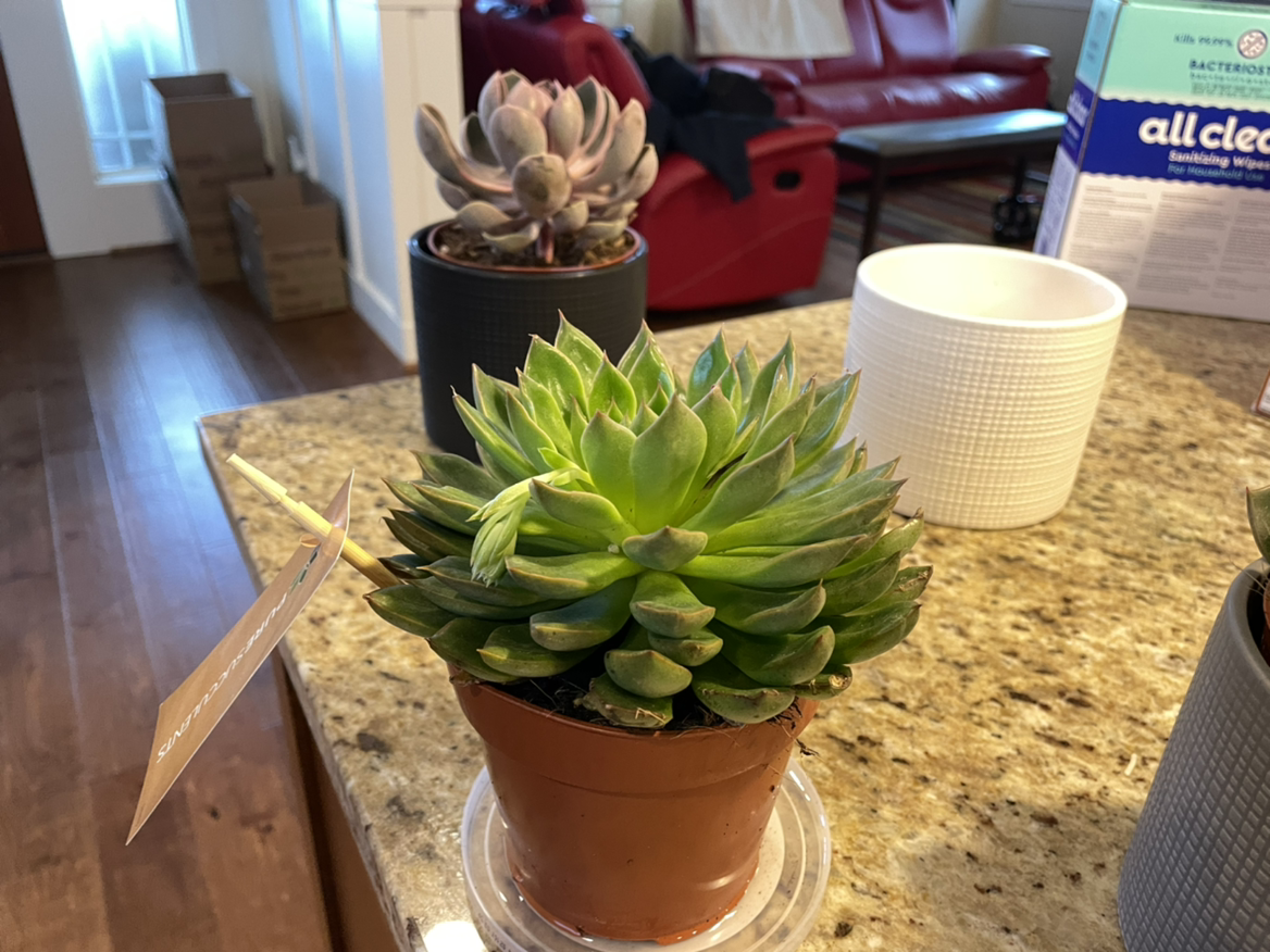 Lipstick Echeveria succulent in a pot on a countertop with another plant and household items in the background.