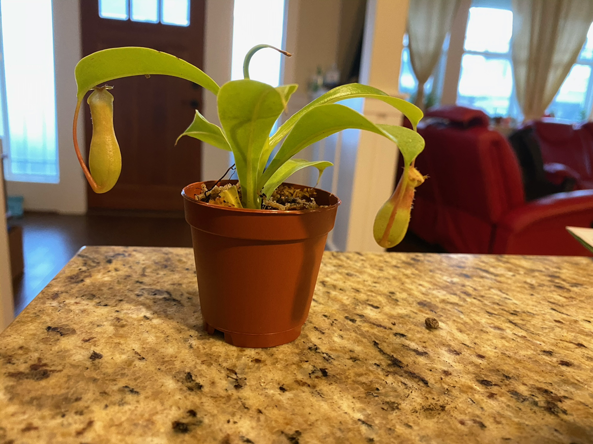 Tropical Pitcher Plant in a brown pot on a countertop with a living room background.