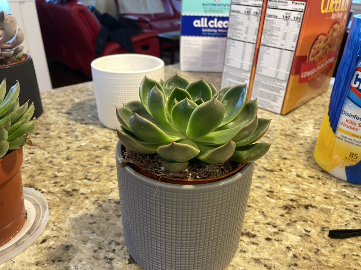 Lipstick Echeveria succulent in a gray pot on a countertop with household items in the background.