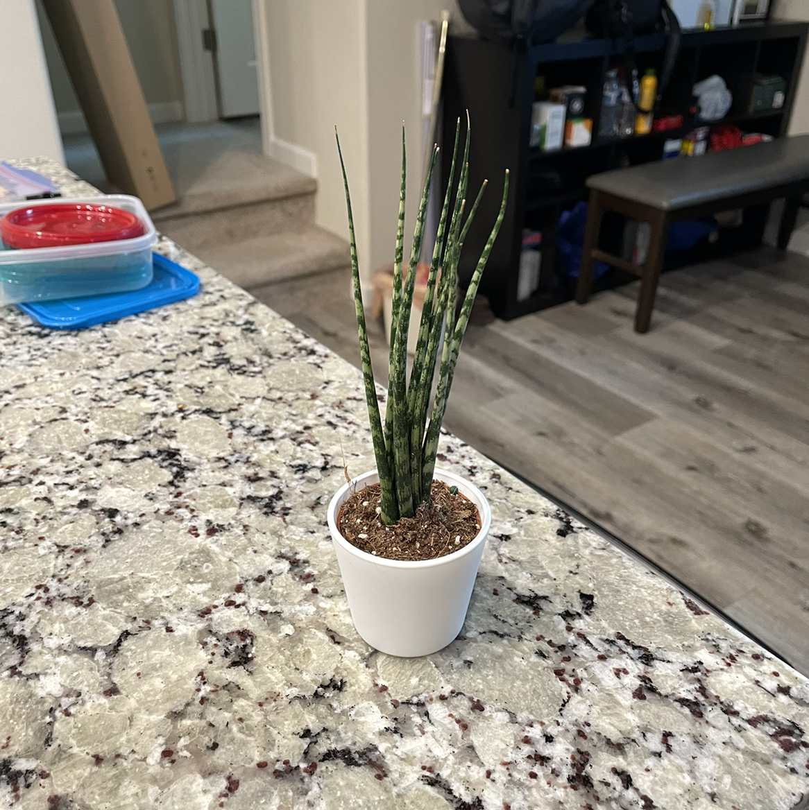 Cylindrical Snake Plant in a white pot on a granite countertop with household items in the background.