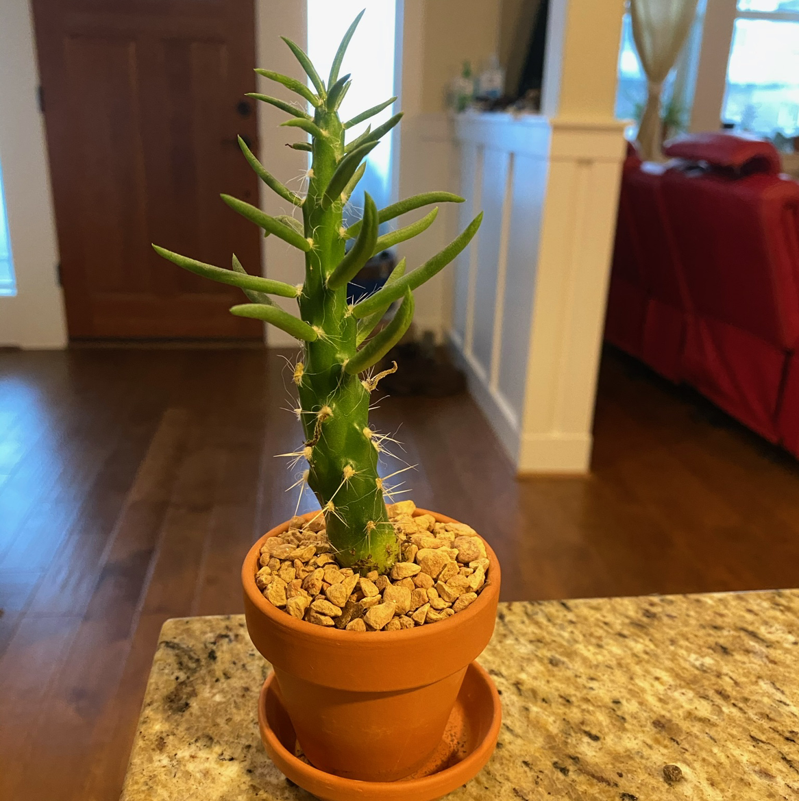 Potted Eve's Needle Cactus on a countertop in an indoor setting.