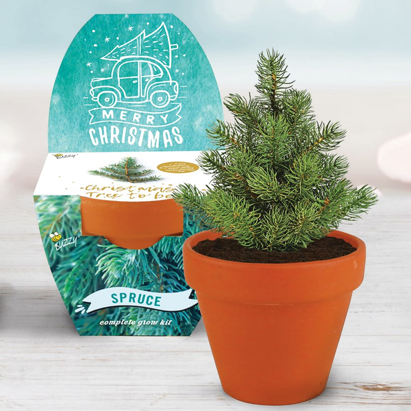 Photo of the plant species Picea glauca by @bella55 named feliz navidad on Greg, the plant care app