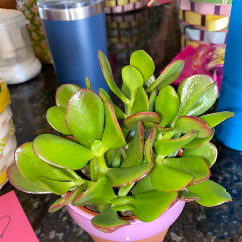 Lucky Plant plant photo by @delaney named Tulane on Greg, the plant care app.