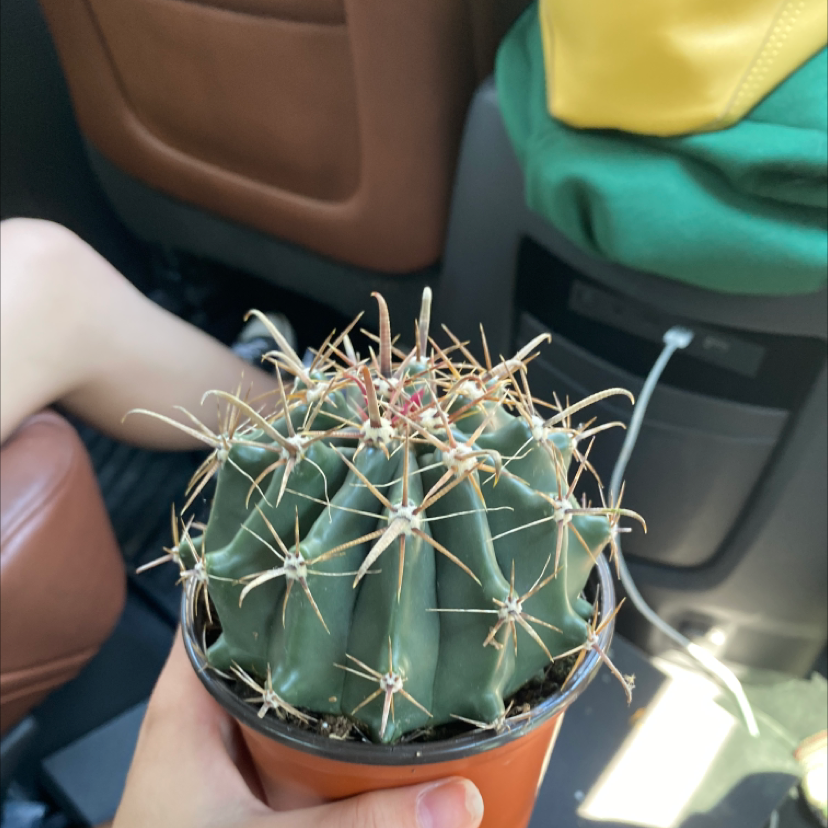 Photo of the plant species Devil's Pincushion by @delaney named hornie on Greg, the plant care app