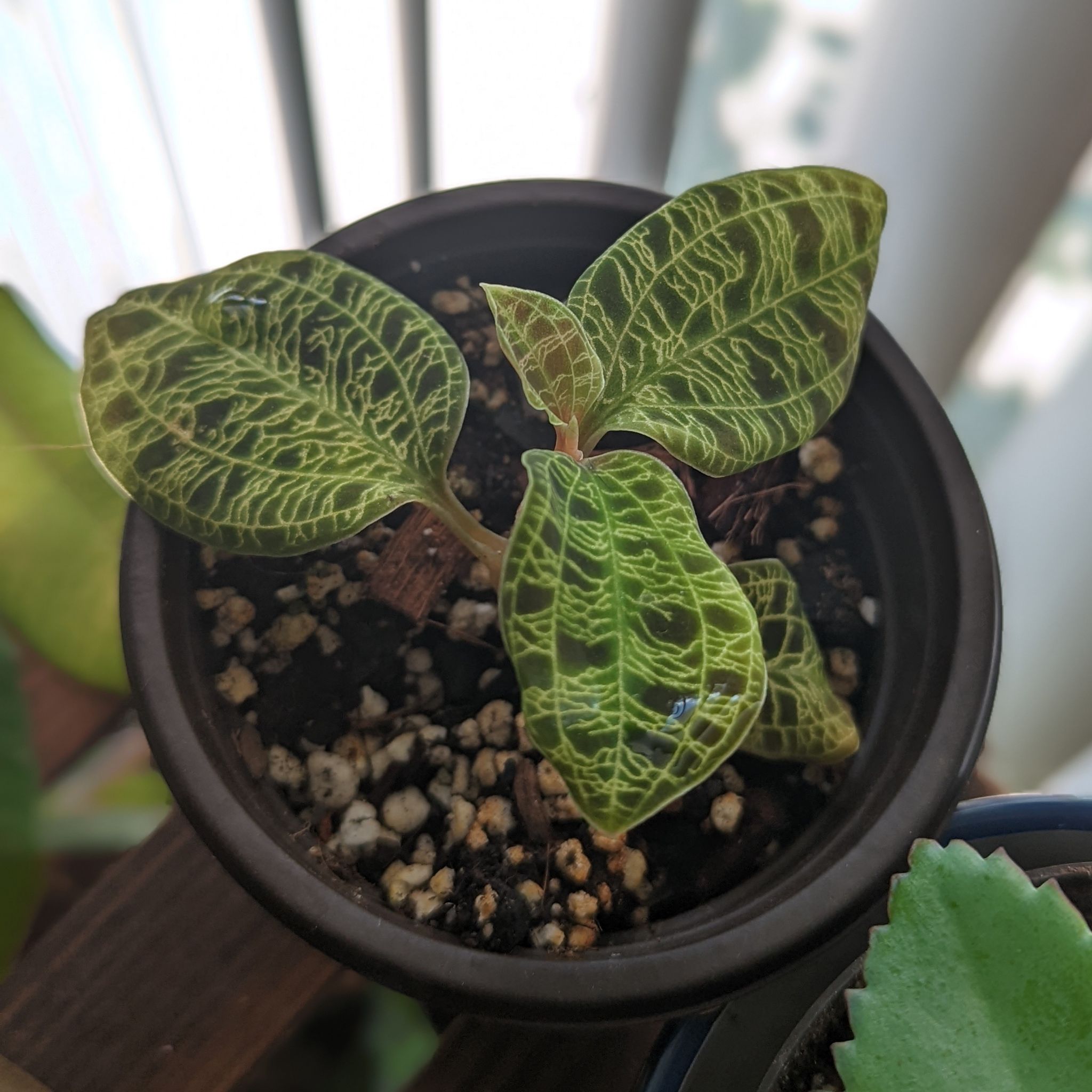Potted Lightning Bolt Jewel Orchid with distinct veined leaves, healthy appearance.