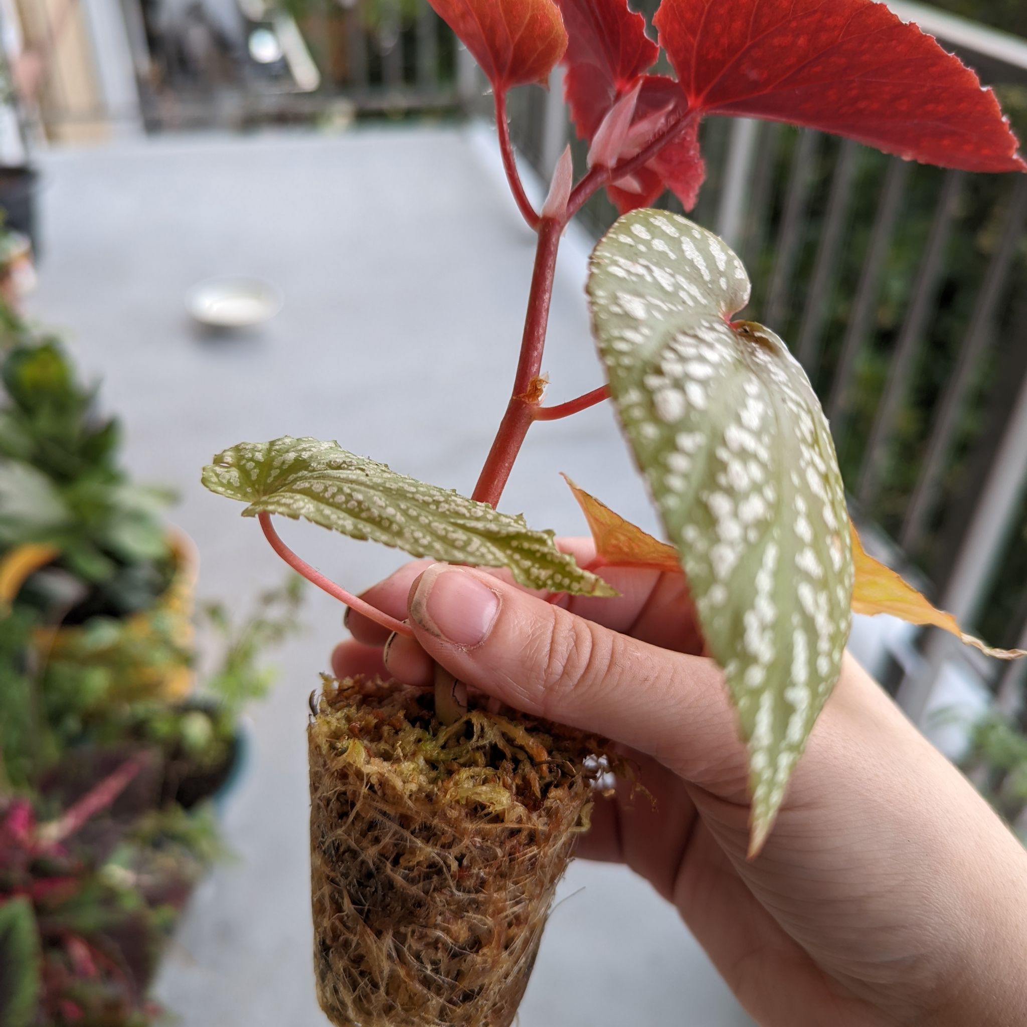 Begonia 'Benigo Pink' plant held by a hand, showing healthy green and red leaves with visible soil.