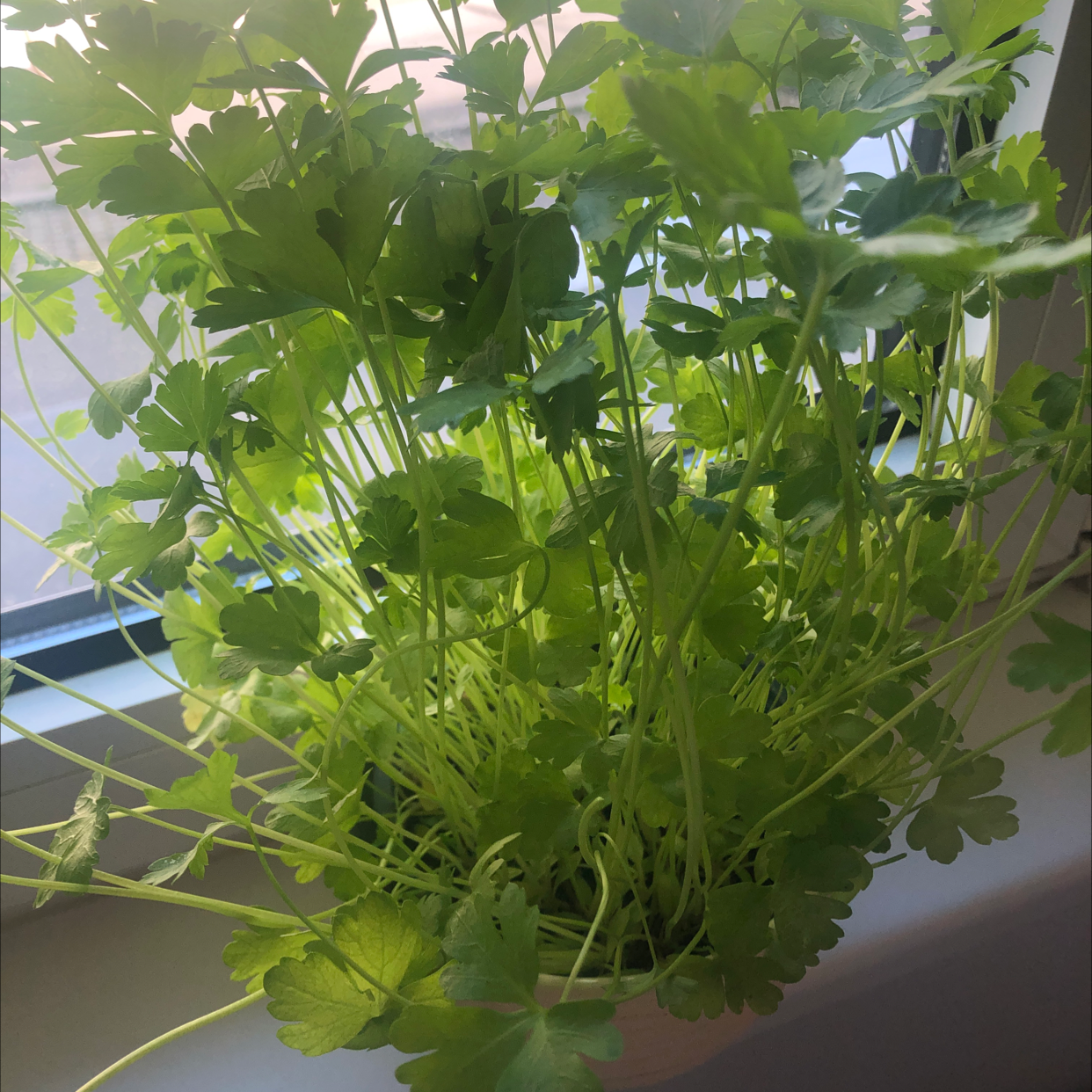 Healthy Italian Parsley plant near a window with vibrant green leaves.