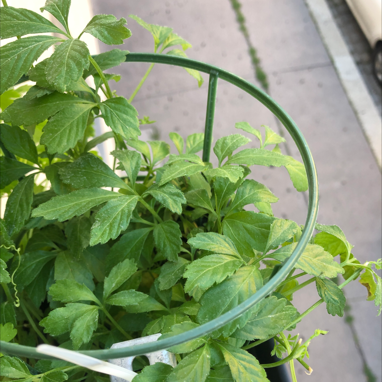 Photo of the plant species Jiaogulan by Daniel named 🇨🇳 on Greg, the plant care app