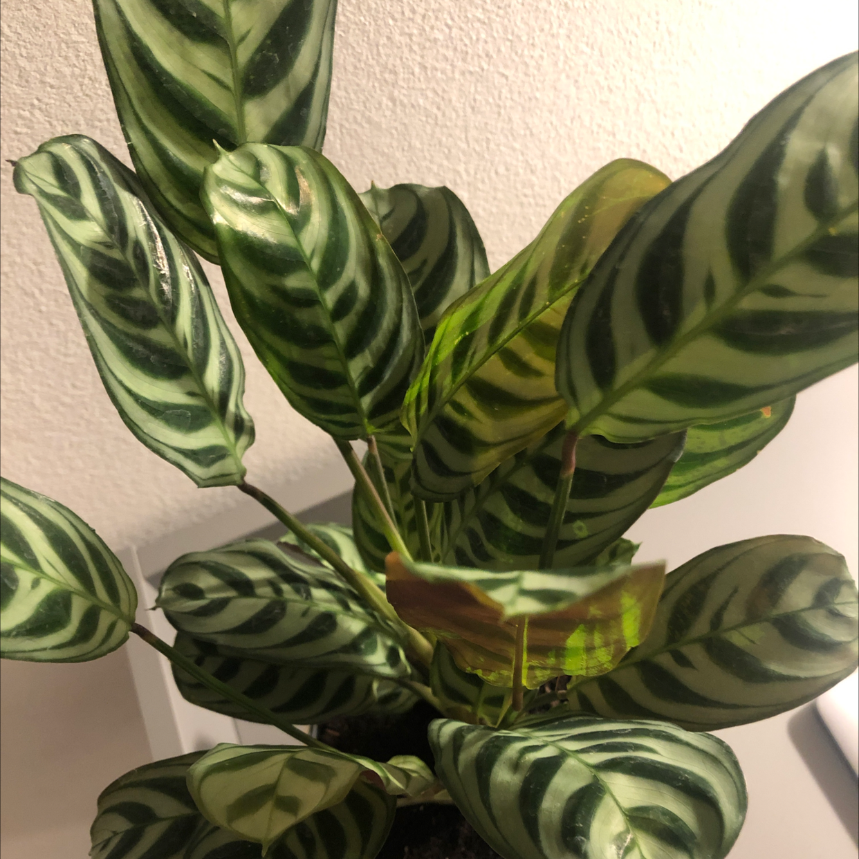 Close-up of healthy Fishbone Prayer Plant leaves with distinctive light and dark green striped patterns.