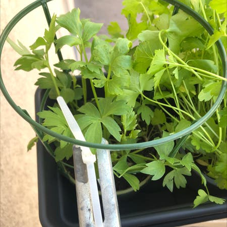 Photo of the plant species Lovage by Daniel named 💞 on Greg, the plant care app