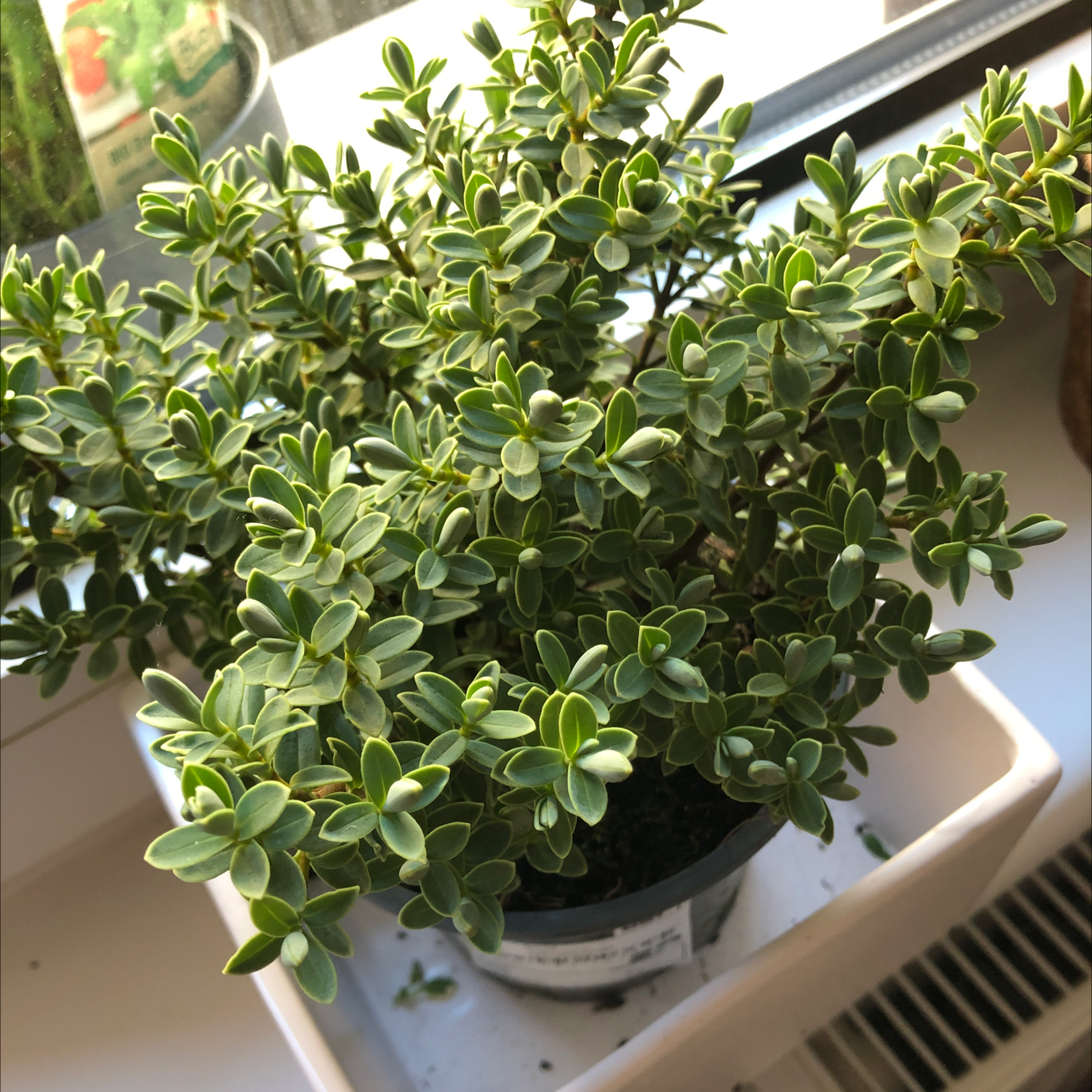 Photo of the plant species Strauchveronika by Daniel named 🪟 on Greg, the plant care app
